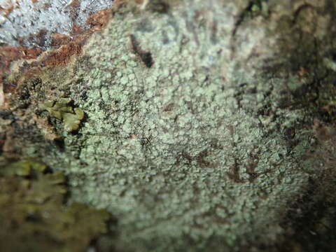 Image of disc lichen