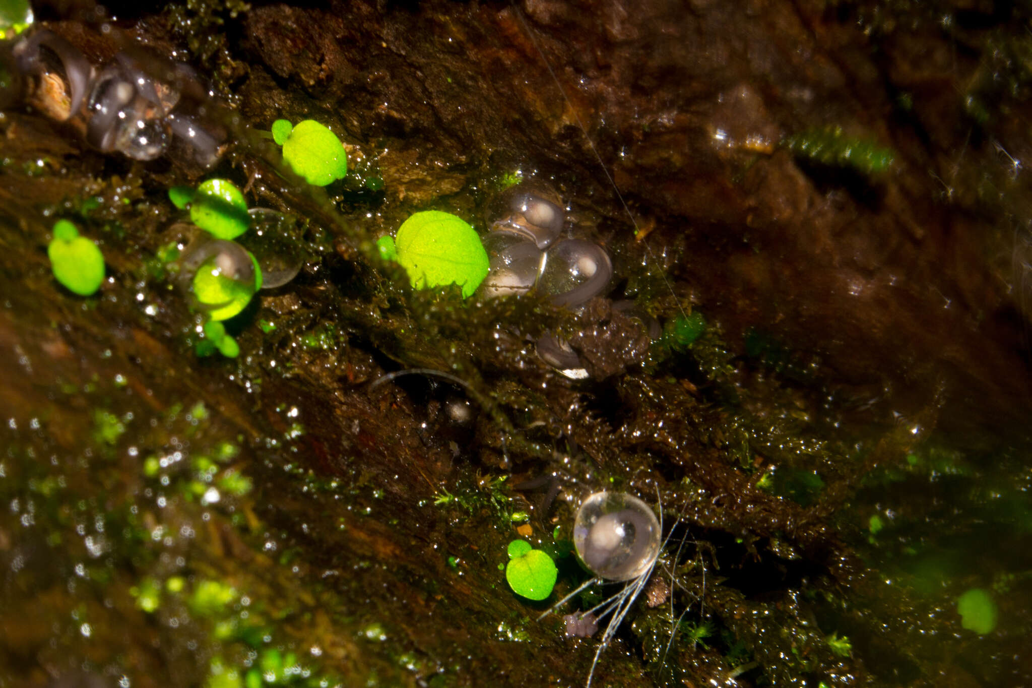 Image of Amboli leaping frog