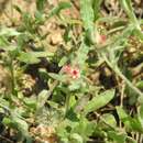 Imagem de Helichrysum candolleanum Buek