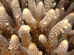 Sivun Acropora millepora (Ehrenberg 1834) kuva