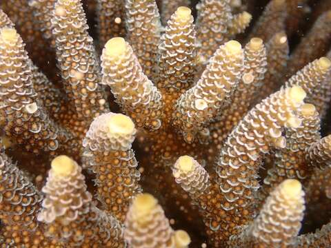 Image of Staghorn coral