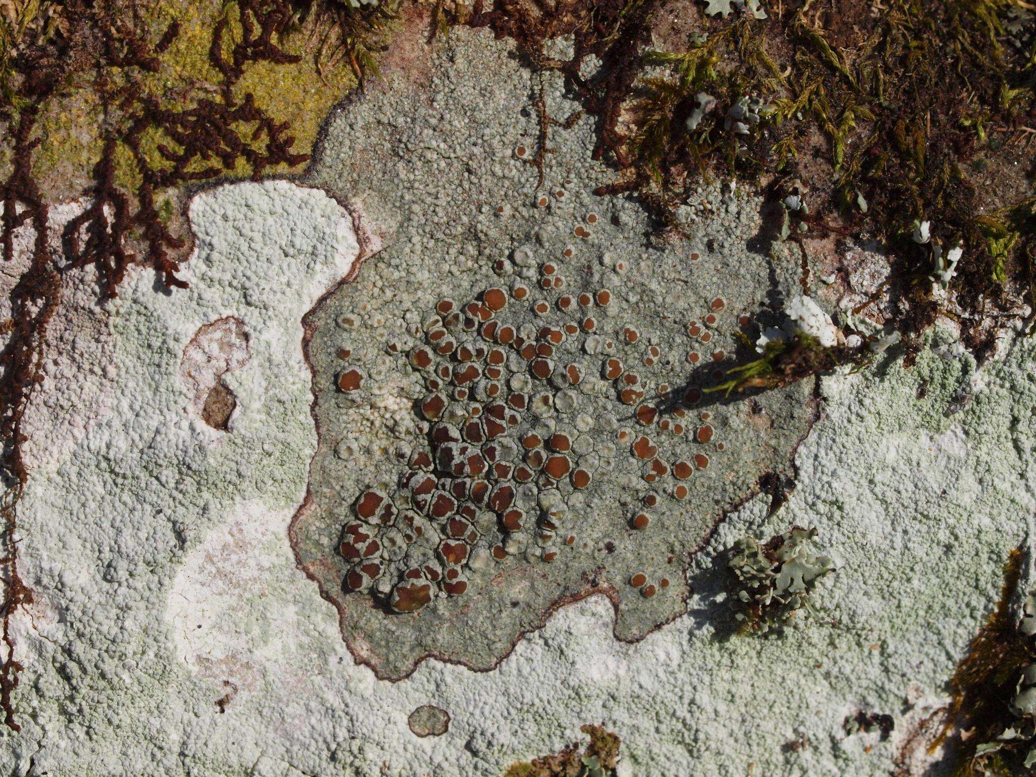 Image of Beaded rim-lichen;   Rim lichen