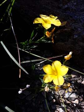 Imagem de Linum campanulatum L.