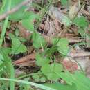 Слика од Hepatica nobilis var. asiatica (Nakai) H. Hara