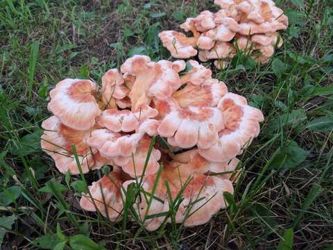 Image of Bracket Fungus