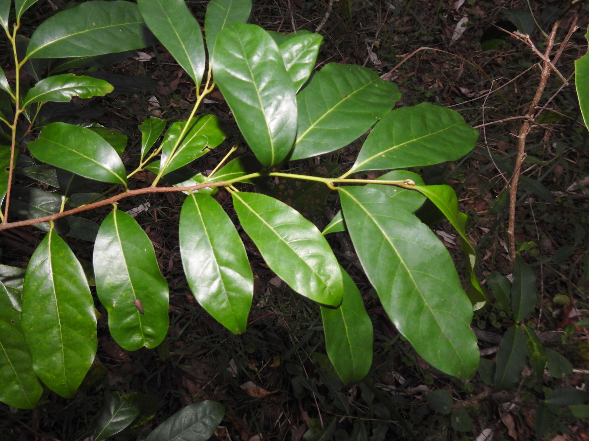 Image de Cryptocarya glaucescens R. Br.