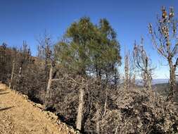 Imagem de Pinus attenuata Lemmon