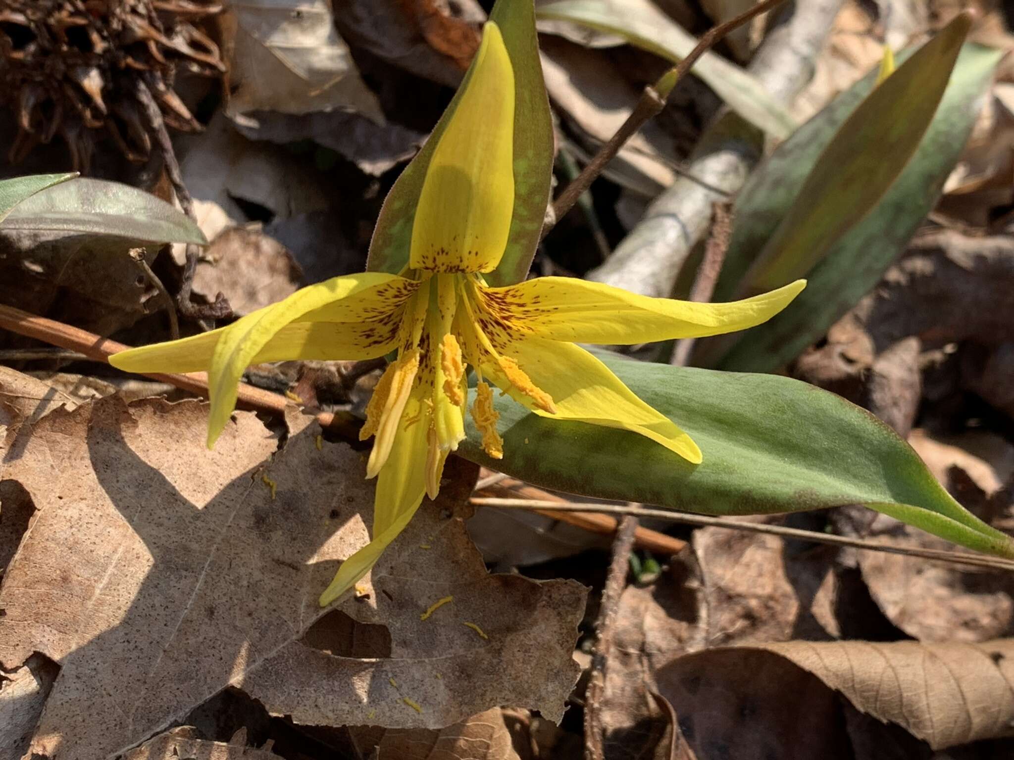 Image of dogtooth violet