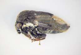 Image of Treehopper