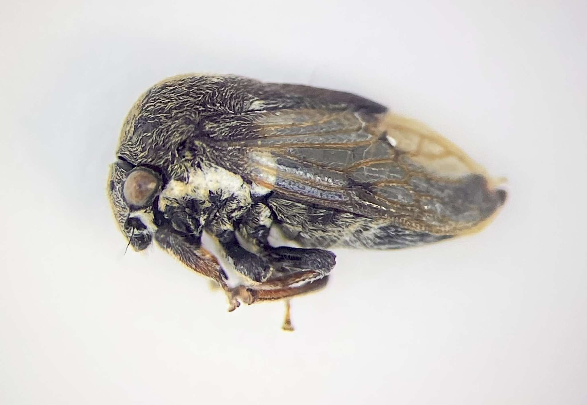 Image of Treehopper