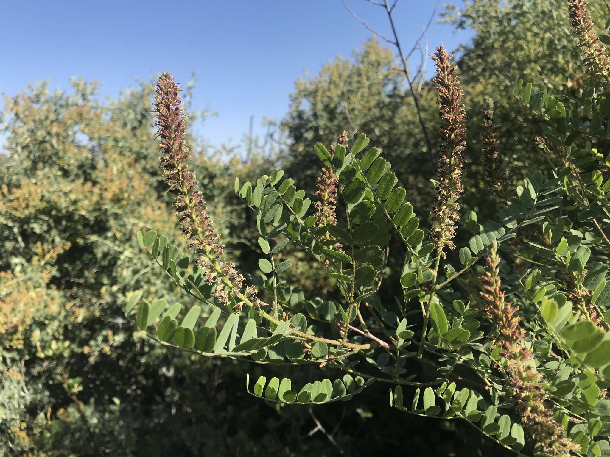 Amorpha californica var. californica的圖片