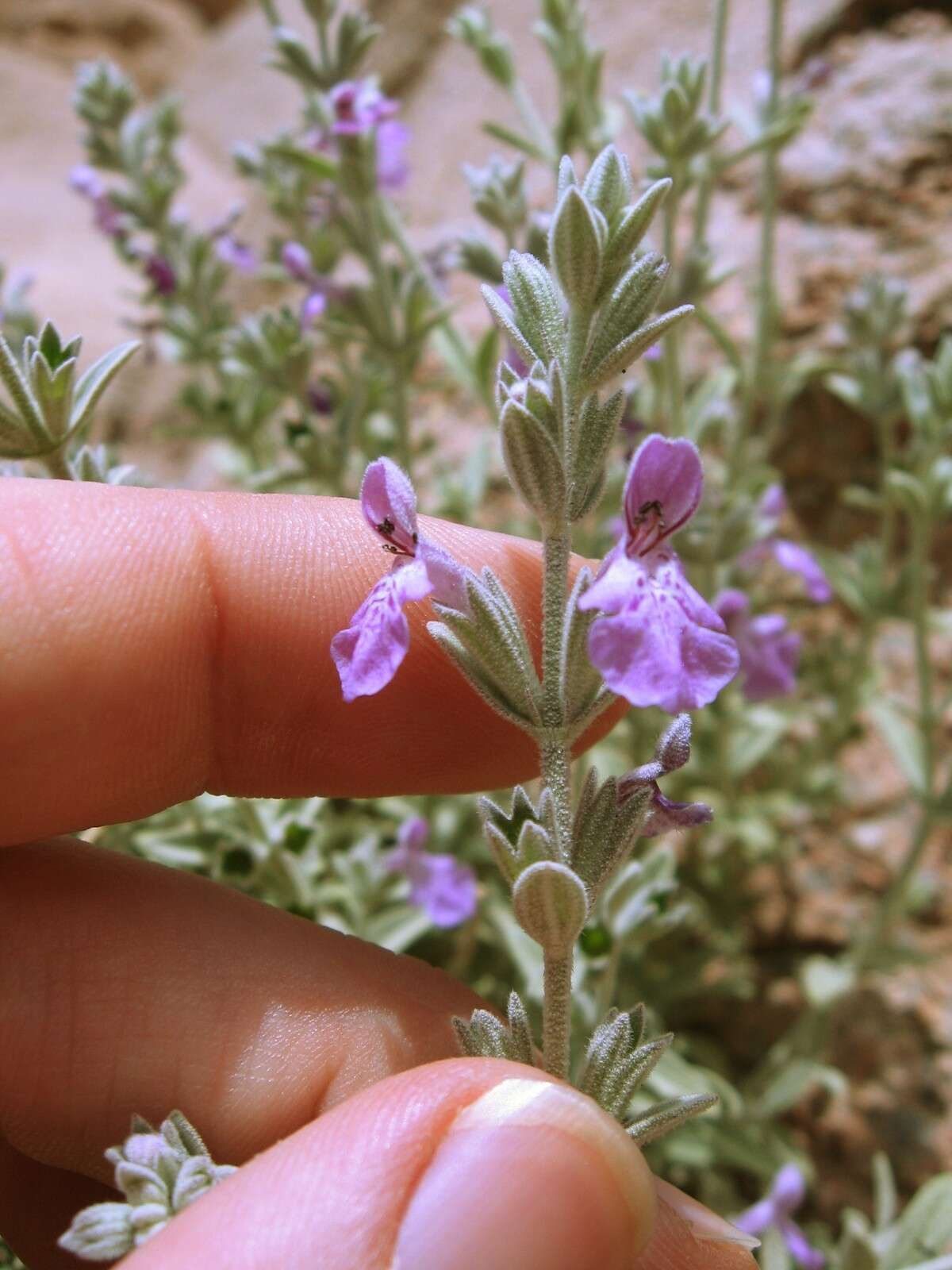 Imagem de Stachys aegyptiaca Pers.