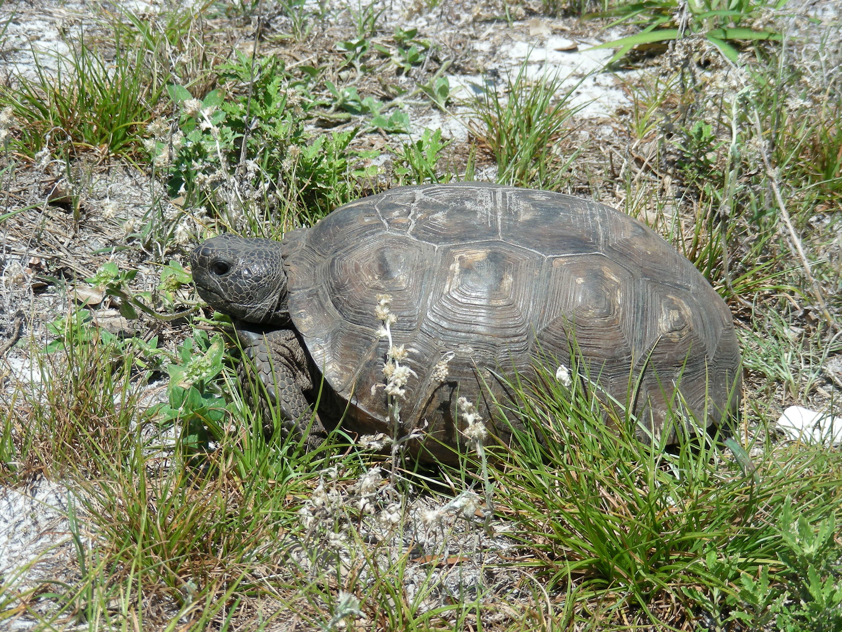 Gopher Tortoise Encyclopedia Of Life