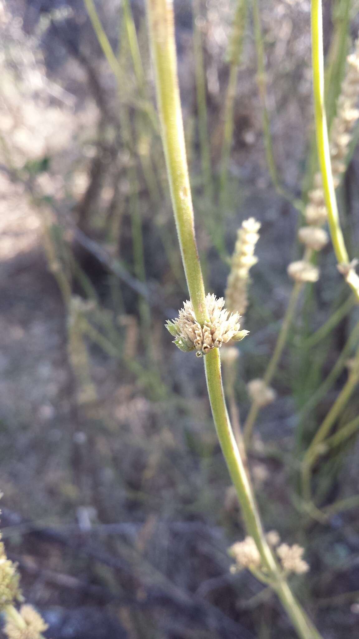 Image of Agastache micrantha var. micrantha