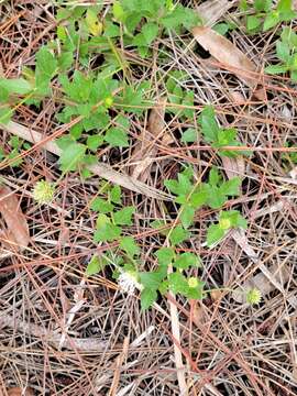 Image of small-leaf squarestem