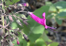 Image of Lepechinia hastata subsp. hastata