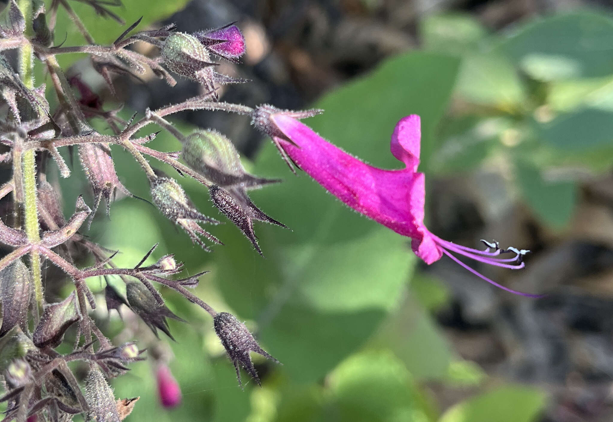 Image of Lepechinia hastata subsp. hastata