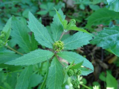 Image of clustered blacksnakeroot