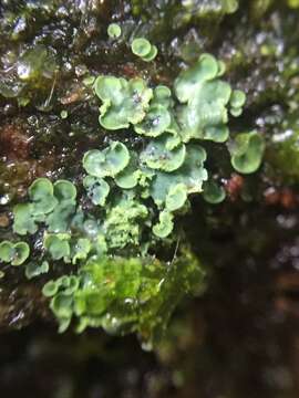 Image of Clam lichens