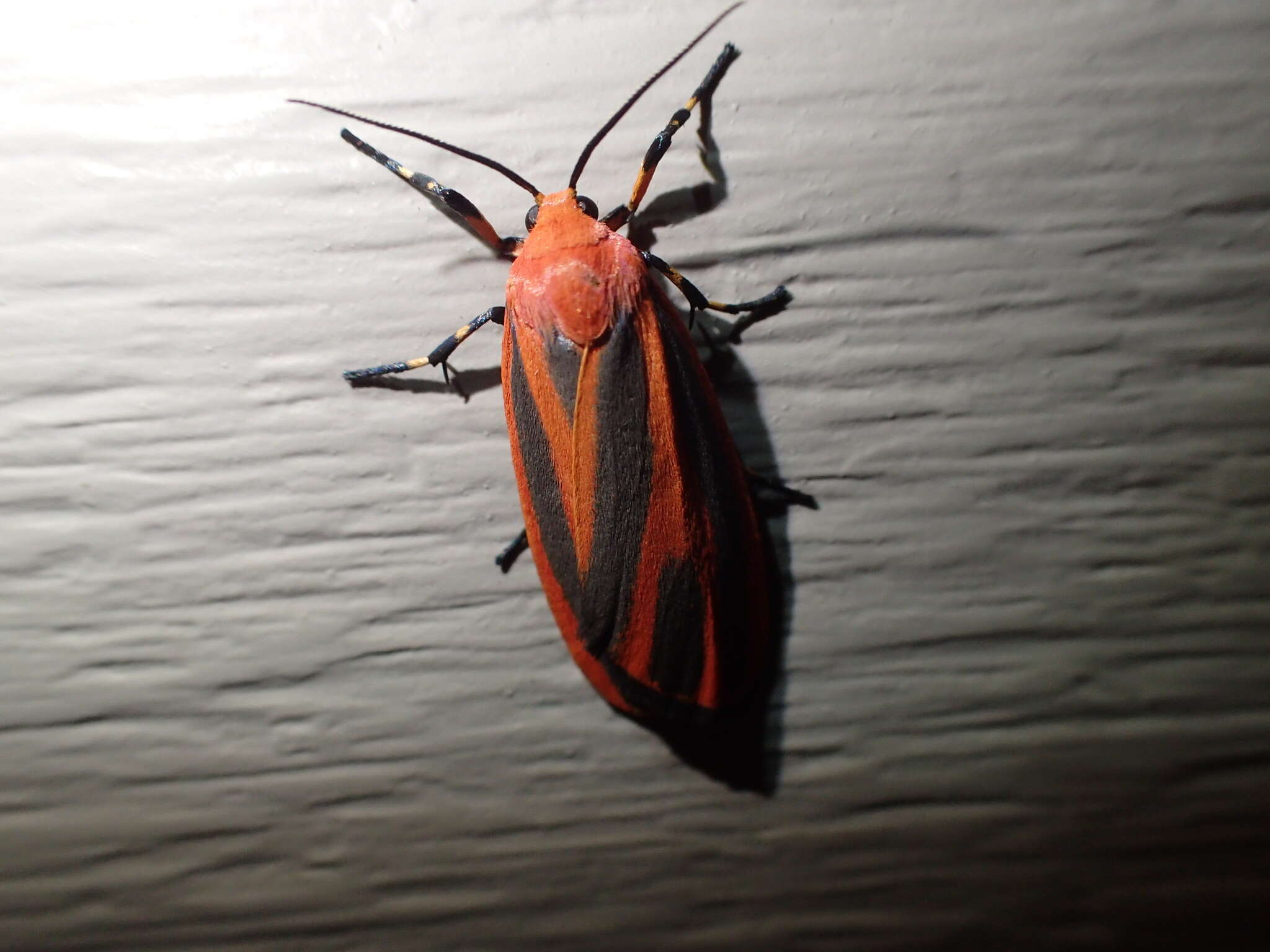 Image of Scarlet-winged Lichen Moth