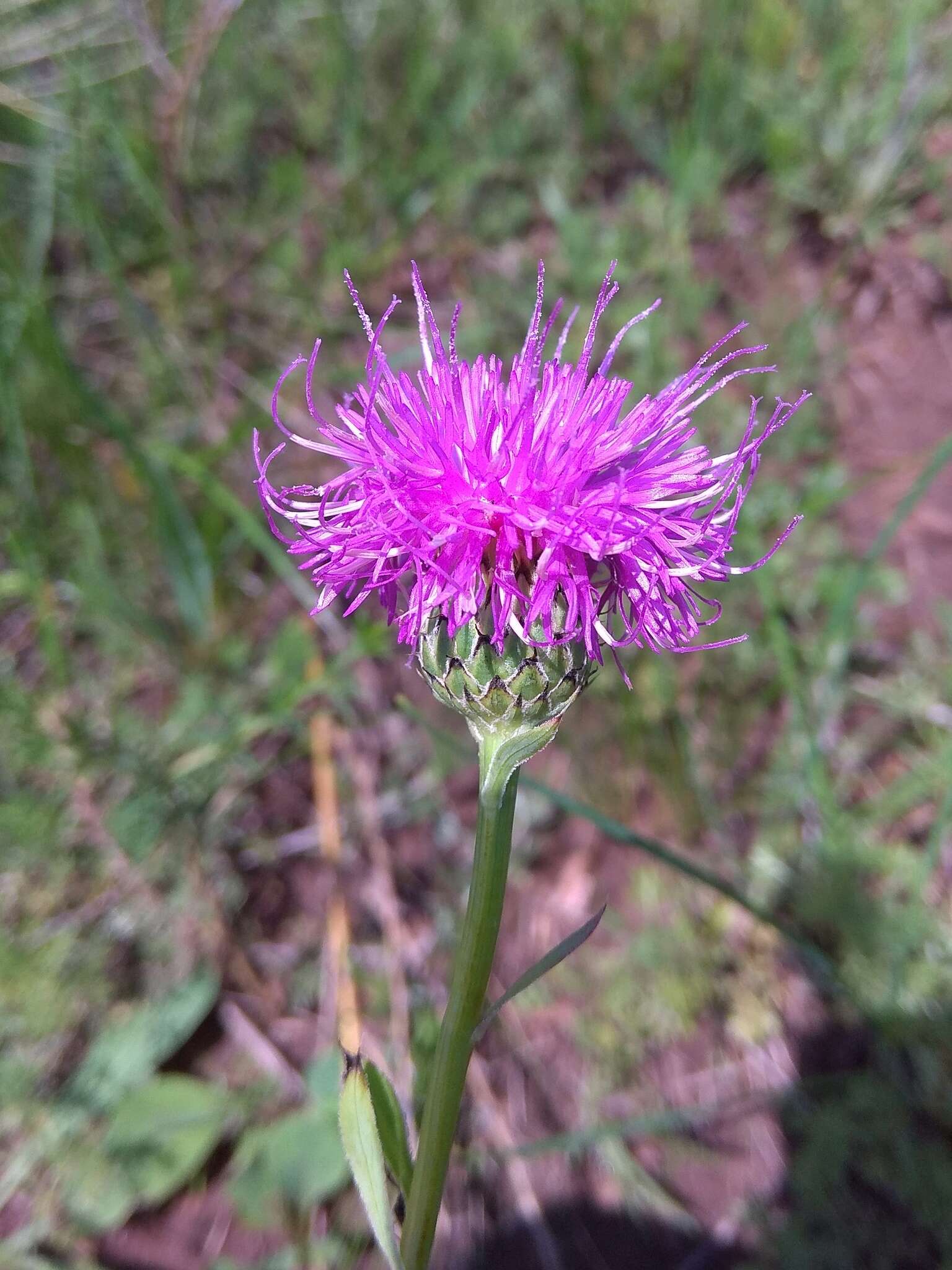 Image of Klasea marginata (Tausch) Kitag.