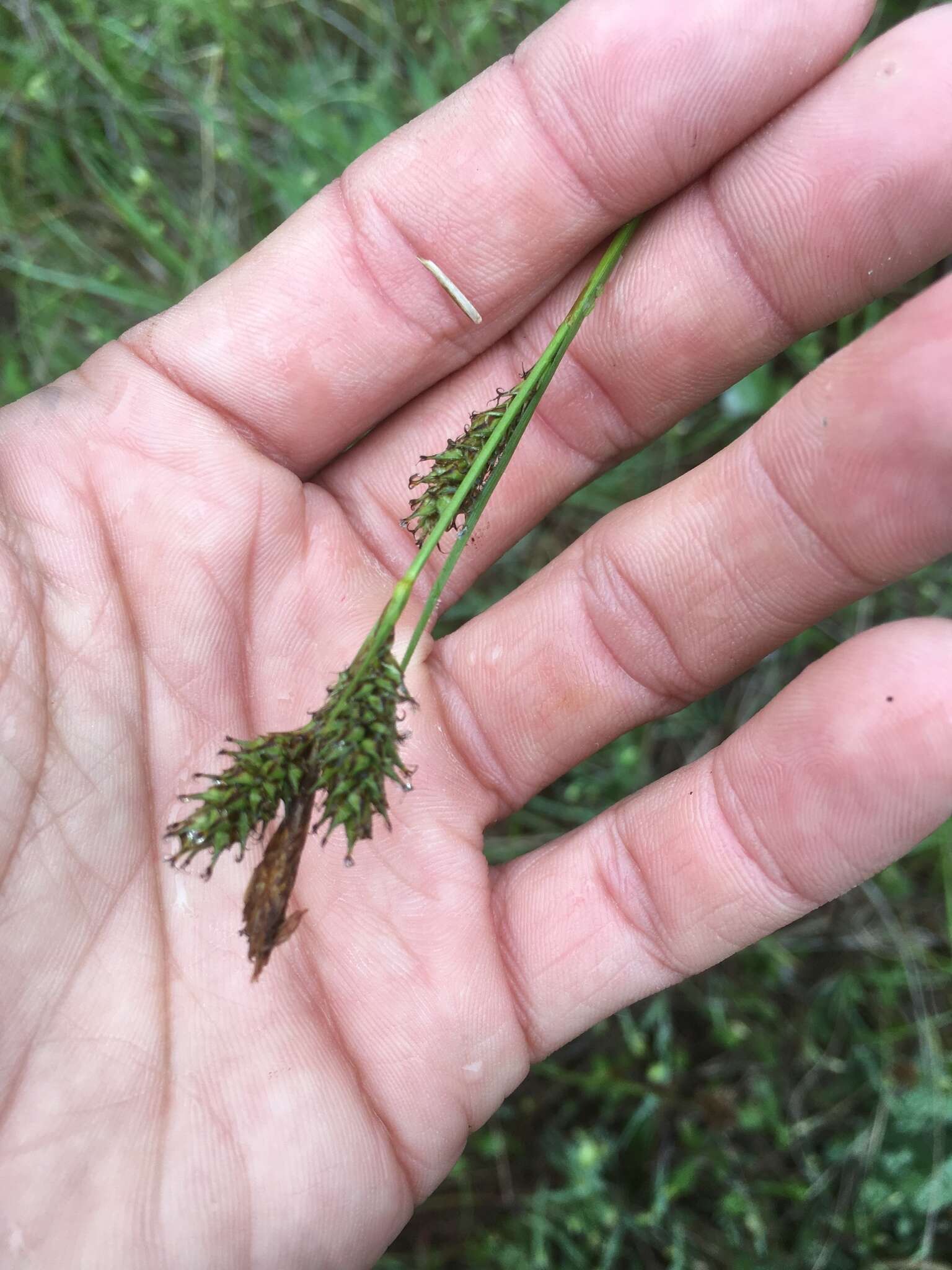 Sivun Carex gynodynama Olney kuva