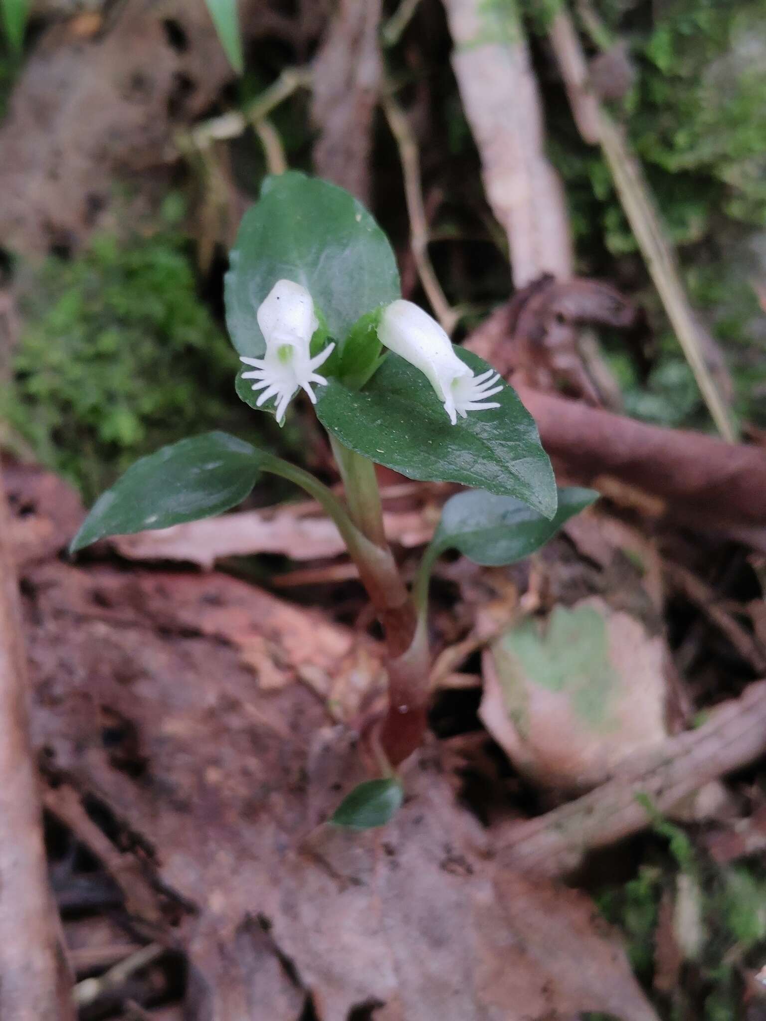 Image of Cheirostylis octodactyla Ames