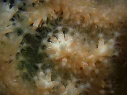 Image of Broad Sea Fan