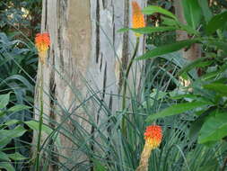 Kniphofia uvaria (L.) Oken resmi