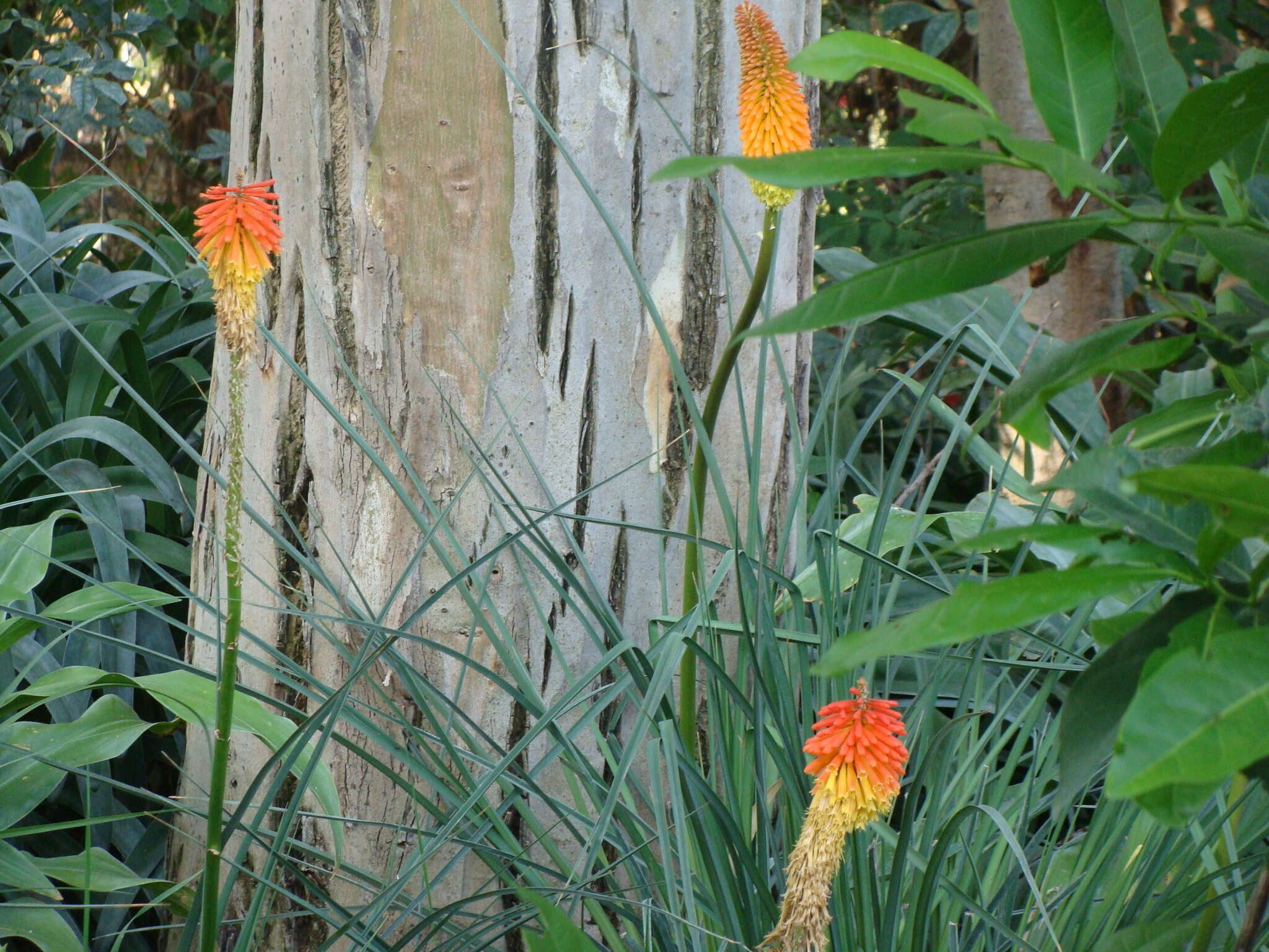 Kniphofia uvaria (L.) Oken resmi