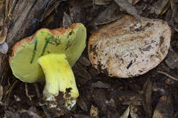 Image de Butyriboletus persolidus D. Arora & J. L. Frank 2014