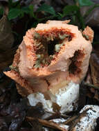 Image of Clathrus ruber P. Micheli ex Pers. 1801