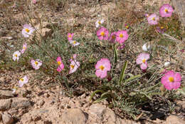 Helianthemum virgatum (Desf.) Pers. resmi