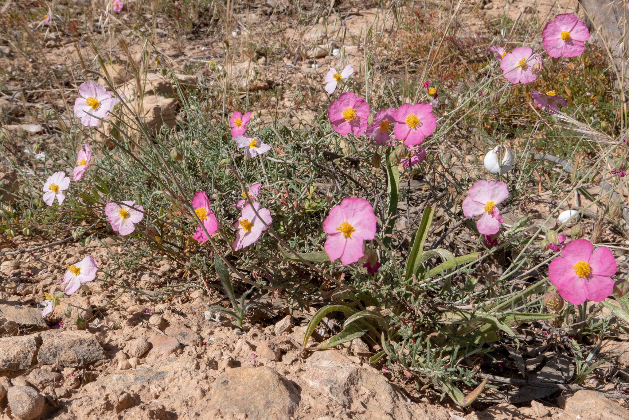 Imagem de Helianthemum virgatum (Desf.) Pers.