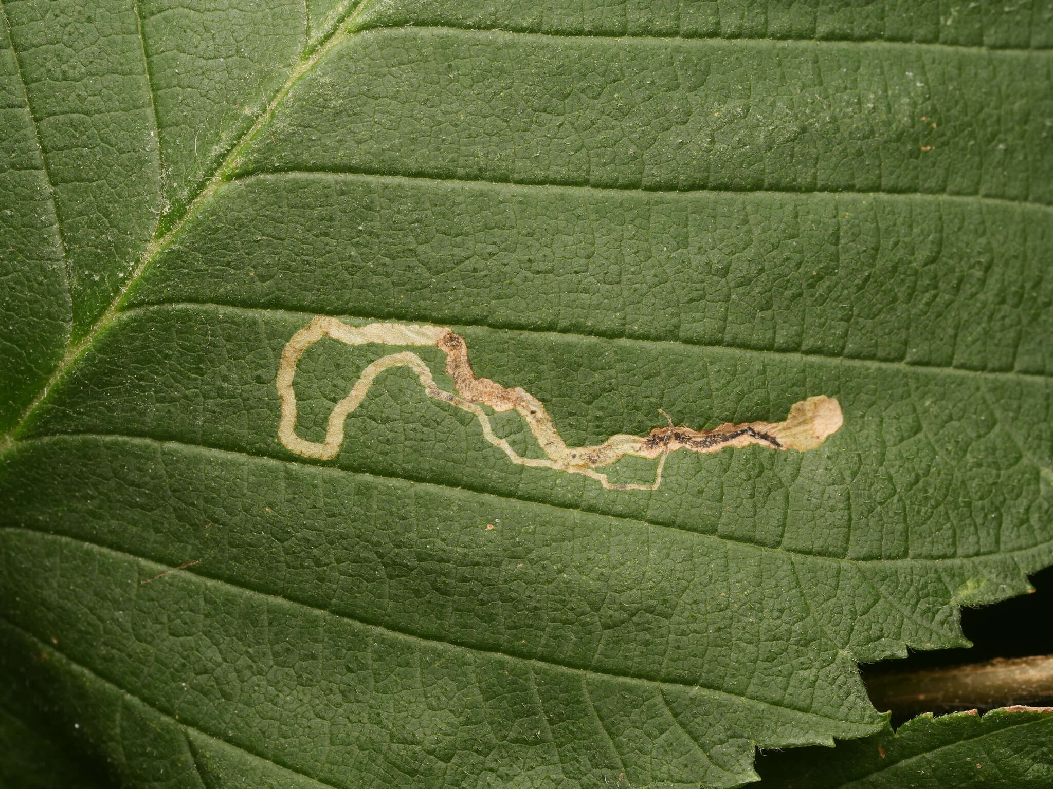 Image of Stigmella lemniscella (Zeller 1839) van Nieukerken 1986