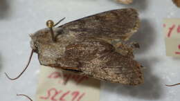 صورة Agrotis simplonia Geyer 1832