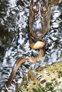 Image of Striped Crayfish Snake