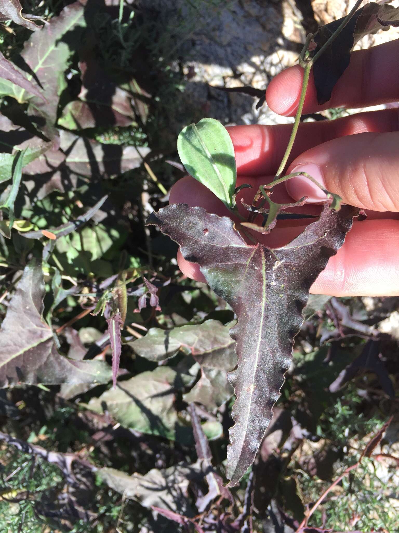 Image of Watson's dutchman's pipe