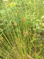 Juncus pylaei Laharpe resmi