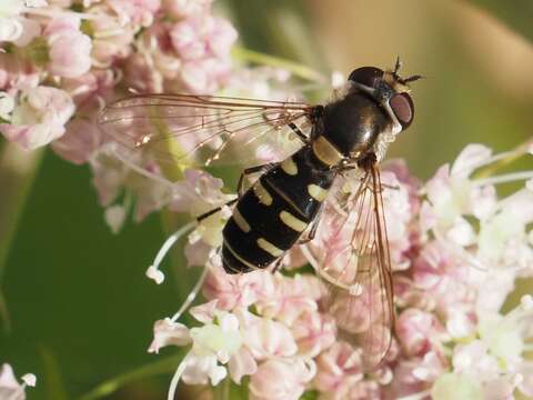 صورة Melangyna umbellatarum (Fabricius 1794)