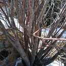 Image of Sorbus tianschanica Rupr.