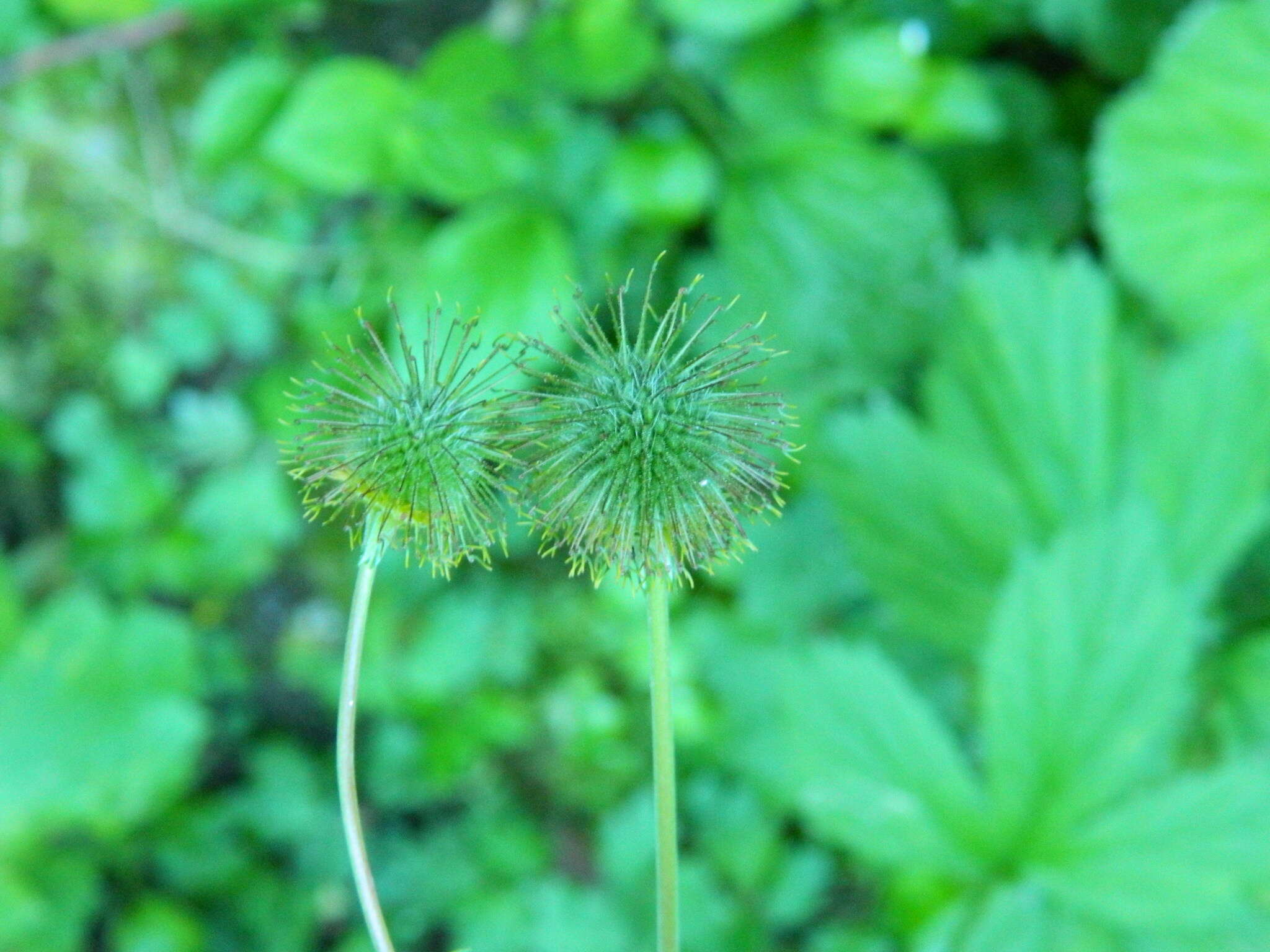 Image de Geum macrophyllum var. macrophyllum