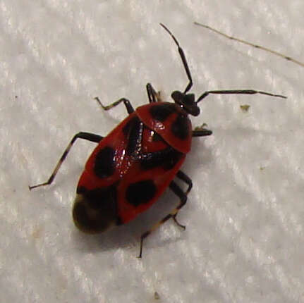 Image of Deraeocoris histrio (Reuter 1876)