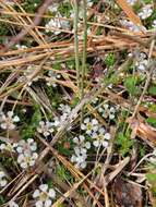 Image of flowering pixiemoss