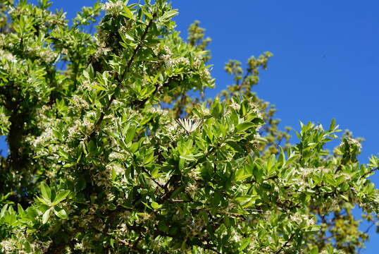 Image of Iphiclides