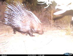 Image of Hystrix subgen. Hystrix Linnaeus 1758