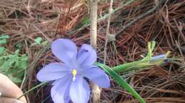 Image of Tigridia fosteri Goldblatt