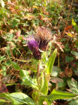 Imagem de Cirsium simplex C. A. Mey.