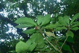 Image of Cyrtandra umbellifera Merr.