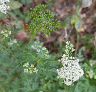 Image of Aethusa cynapium subsp. agrestis (Wallr.) Dostál